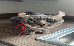 Keetso cats for sale: Affectionate Keetso Ready for His Forever Home - Image 8