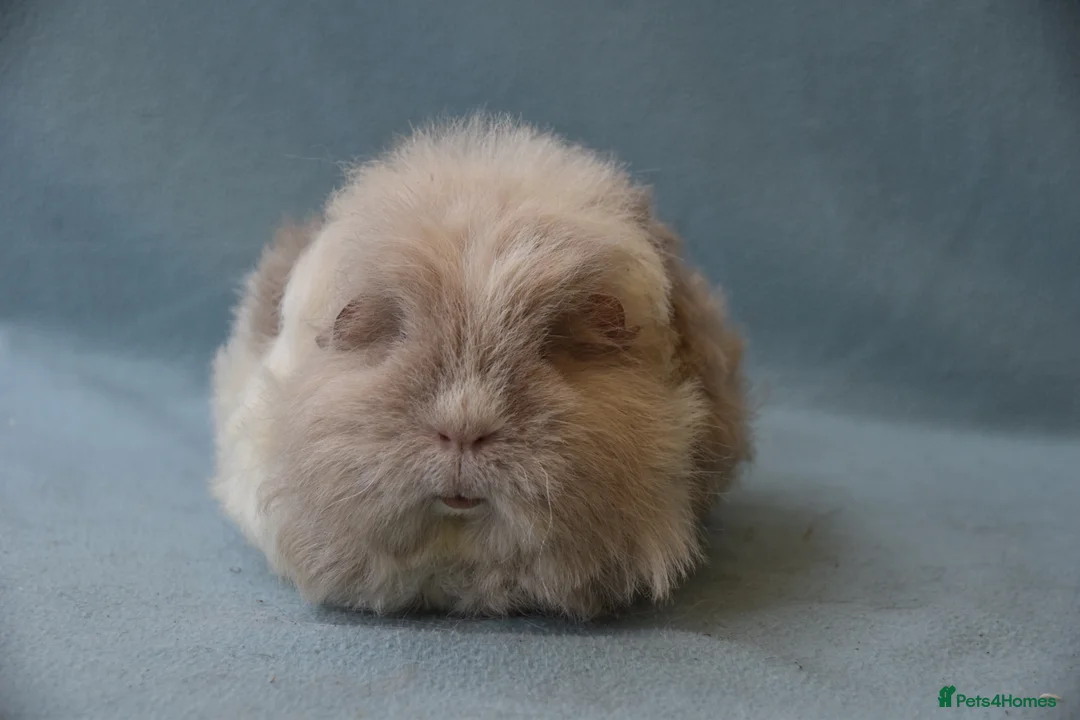 Guinea Pig rodents for sale: Longhared guinea pigs sows (2-3.5 years old) - Advert 13