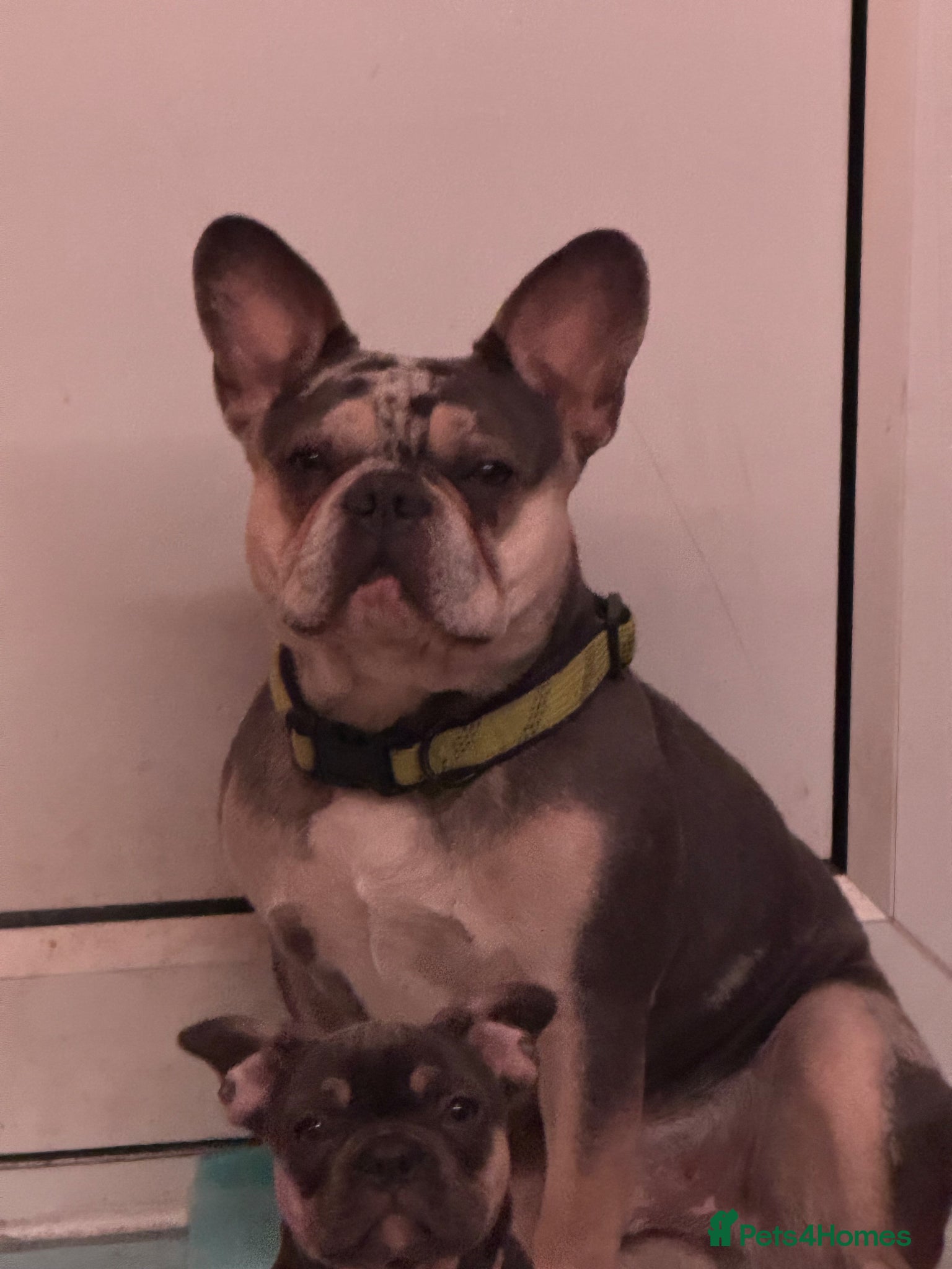 French Bulldog dogs Male frenchie  - Advert 1