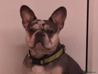 French Bulldog dogs Male frenchie - Advert 1