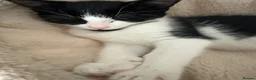 RagaMuffin cats for sale: 3 Male Ragamuffin Kittens - Advert 7