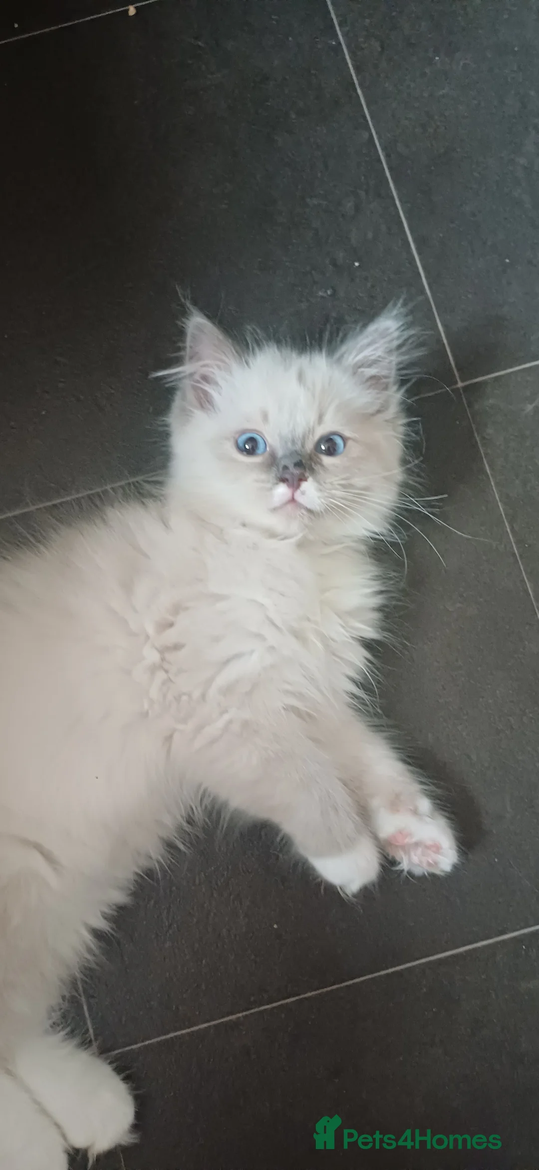 Ragdoll cats for sale: Beautiful litter Of Ragdolls - Advert 18