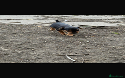 Patterdale Terrier dogs for sale: Patterdale fell terriers  - Image 25