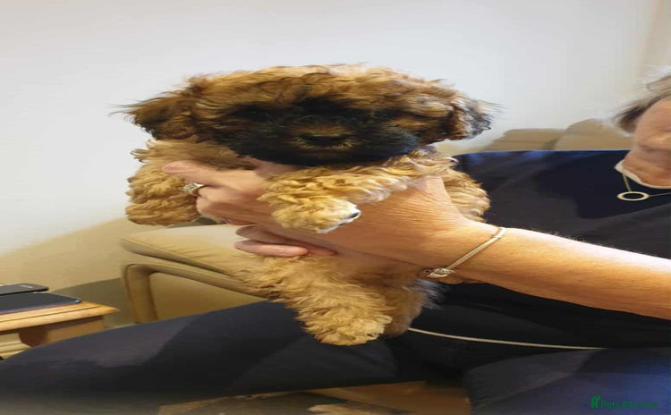 Shihpoo dogs - Advert 7