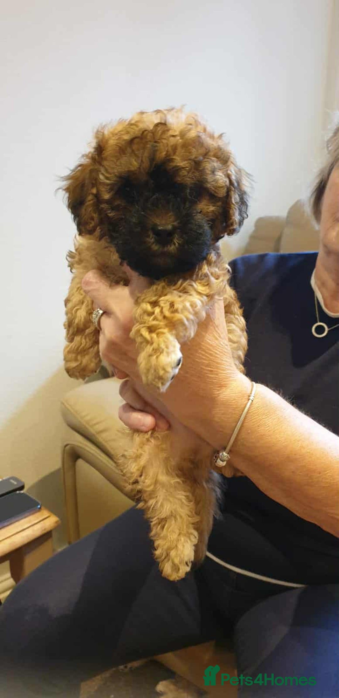Shihpoo dogs for sale: TEDDYBEAR SHIHPOO PUPPY READY FOR HIS FOREVER HOME - Image 1
