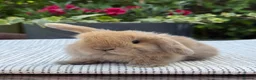 Mini Lop rabbits for sale: 7 Beautiful Mini Lop Bunnies - Advert 10