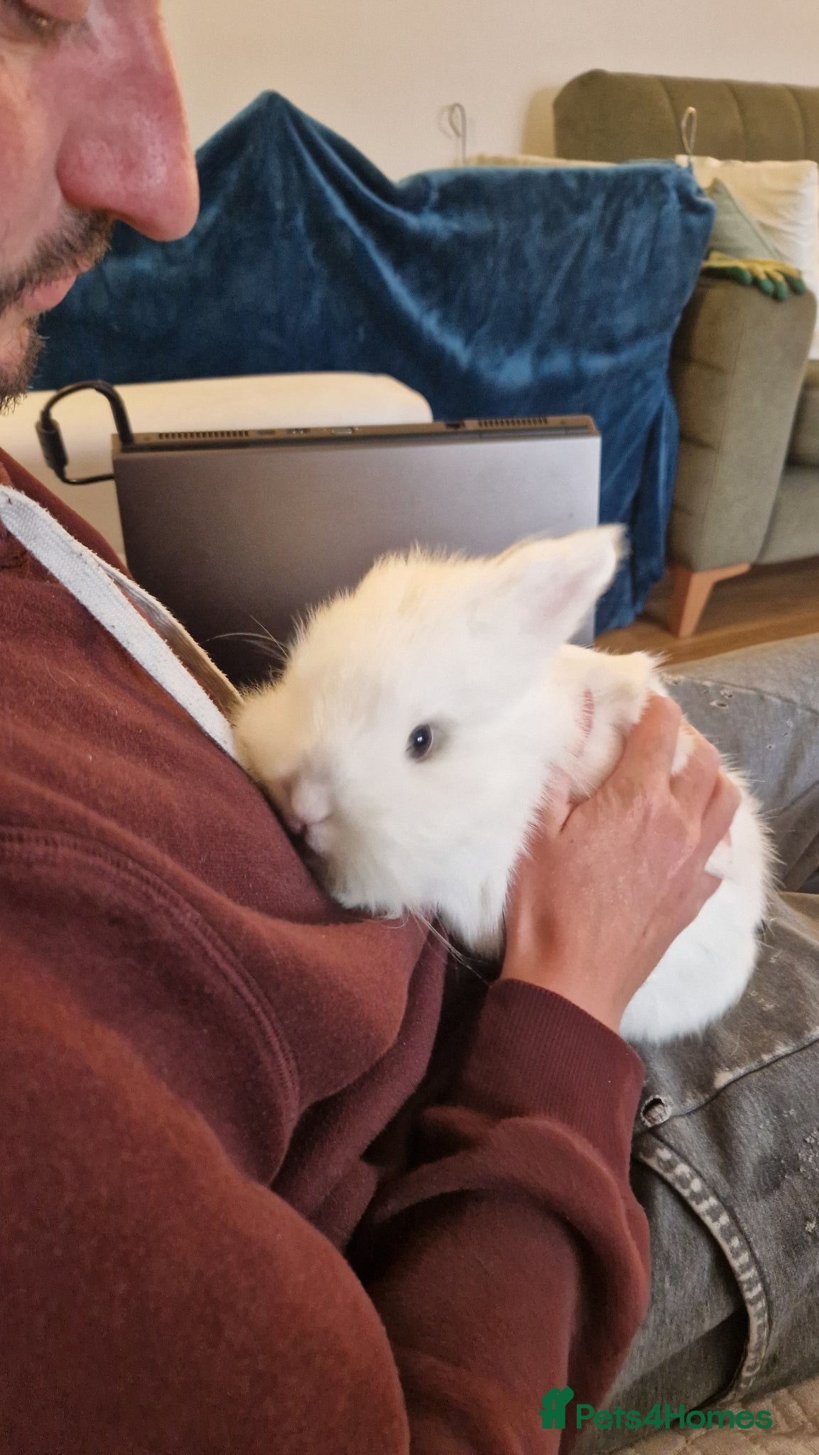 Lionhead rabbits Beautiful blue eyed white Lionhead rabbit  - Advert 1
