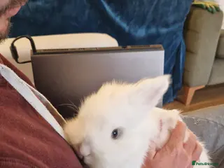 Lionhead rabbits for sale: Beautiful blue eyed white Lionhead rabbit - Advert 2