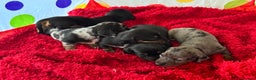 Miniature Dachshund dogs for sale: Mini dachshund puppies KC registered, DNA tested - Advert 18