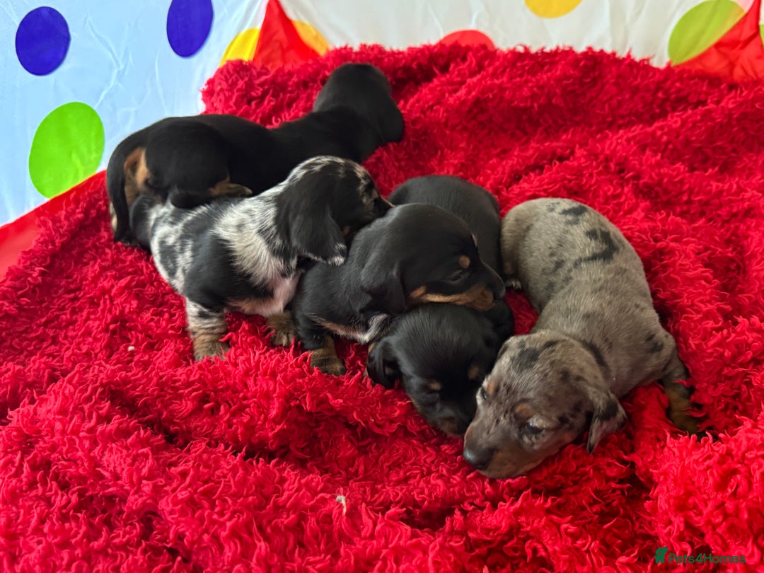 Miniature Dachshund dogs for sale: Mini dachshund puppies KC registered, DNA tested - Advert 18