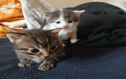 Bengal cats for sale: 1 girl and 3 boys  - Image 8