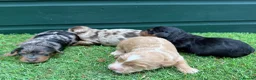 Cockapoo dogs for sale: Stunning Toy Cockapoo pups - Advert 4