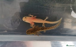 Other/Mixed Breed fish for sale: Axolotls for sale - Image 1