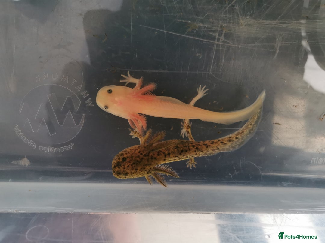 Other/Mixed Breed fish for sale: Axolotls for sale - Image 1