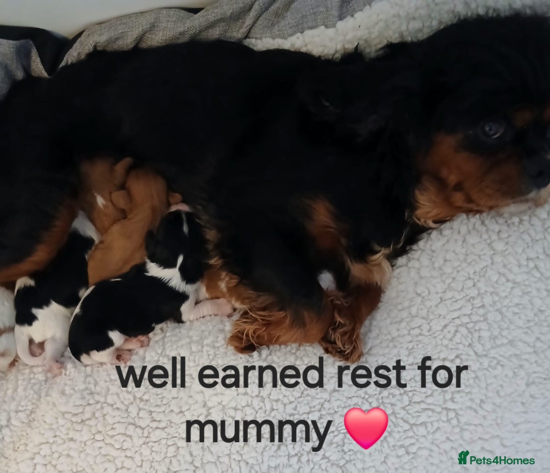 Cavalier King Charles Spaniel dogs for sale: Health tested Cavalier King Charles  - Image 30