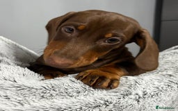 Miniature Dachshund dogs for sale: Ready to go-Gorgeous miniature Dachshund puppies   - Image 5