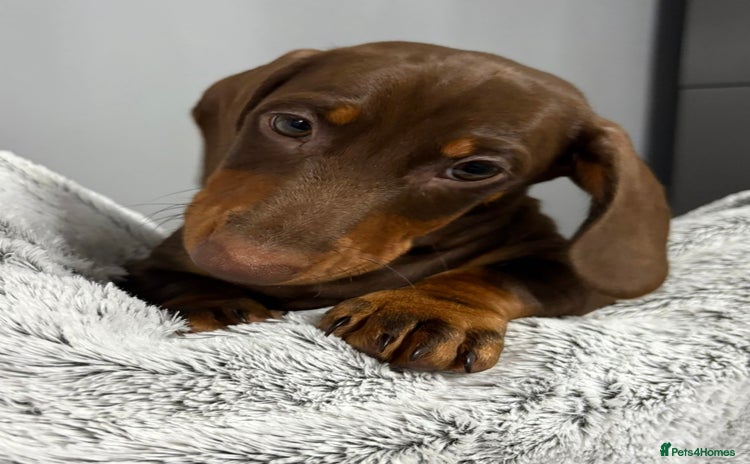 Miniature Dachshund dogs - Advert 6