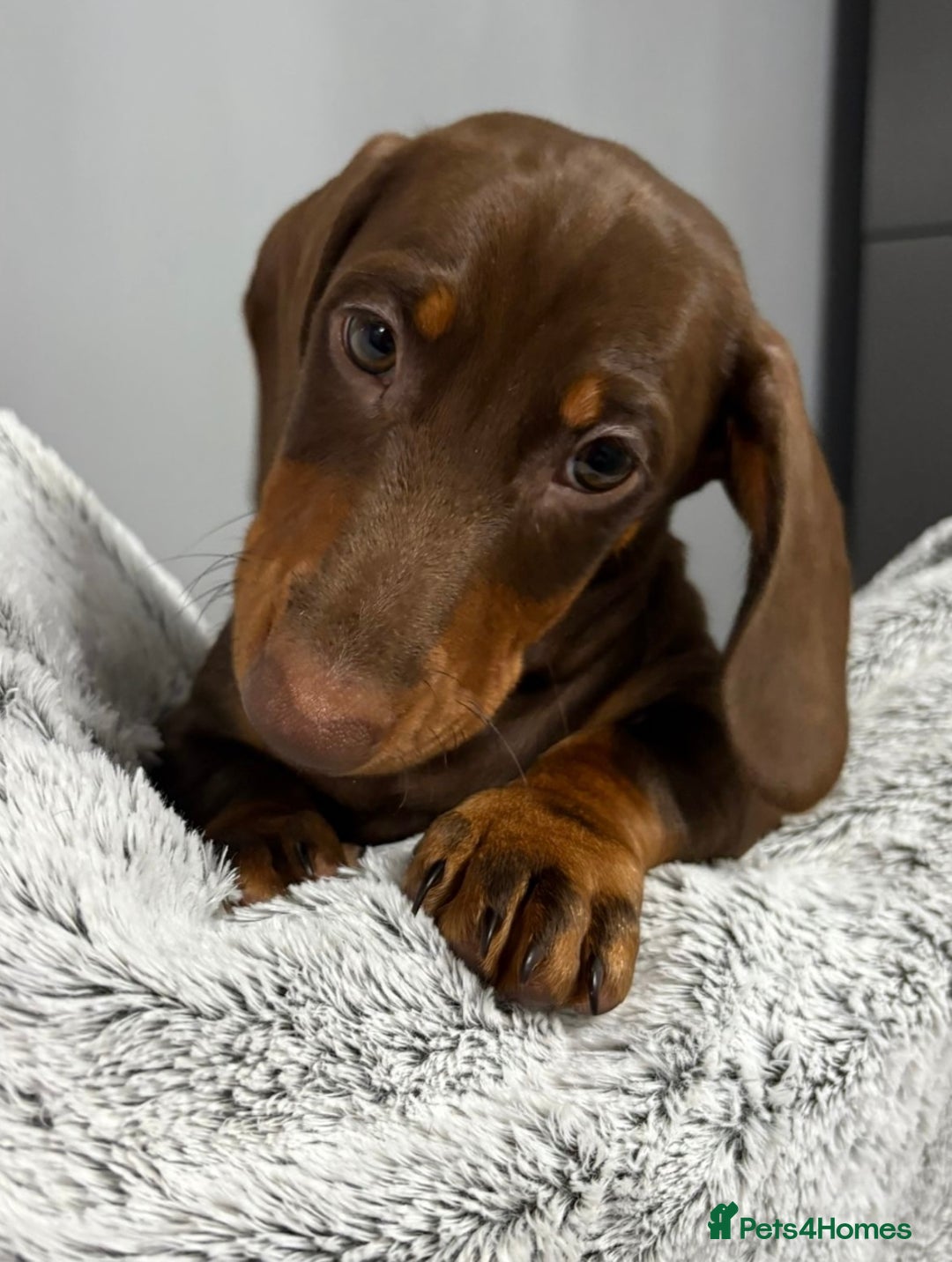 Miniature Dachshund dogs for sale: Ready to go-Gorgeous miniature Dachshund puppies   - Image 5