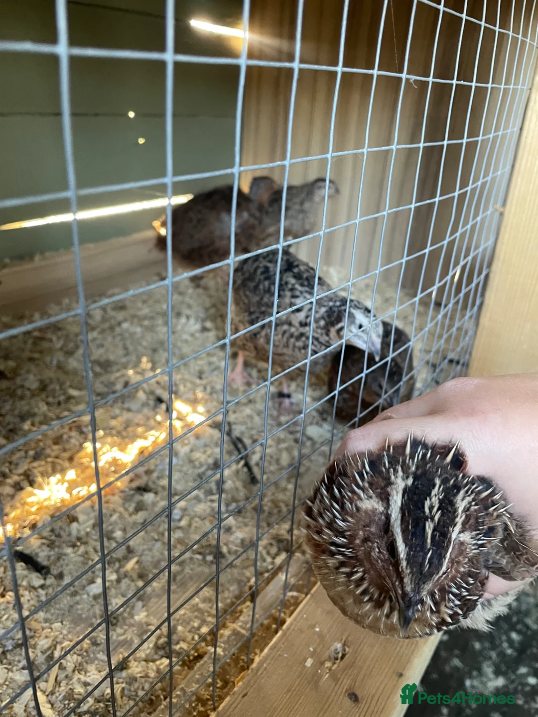 Quail poultry for sale: Male quail for rehoming  in Dover - Advert 2