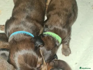 Miniature Dachshund dogs RED DAPPLE Champion bloodlines Pedigree MINI dach - Advert 9