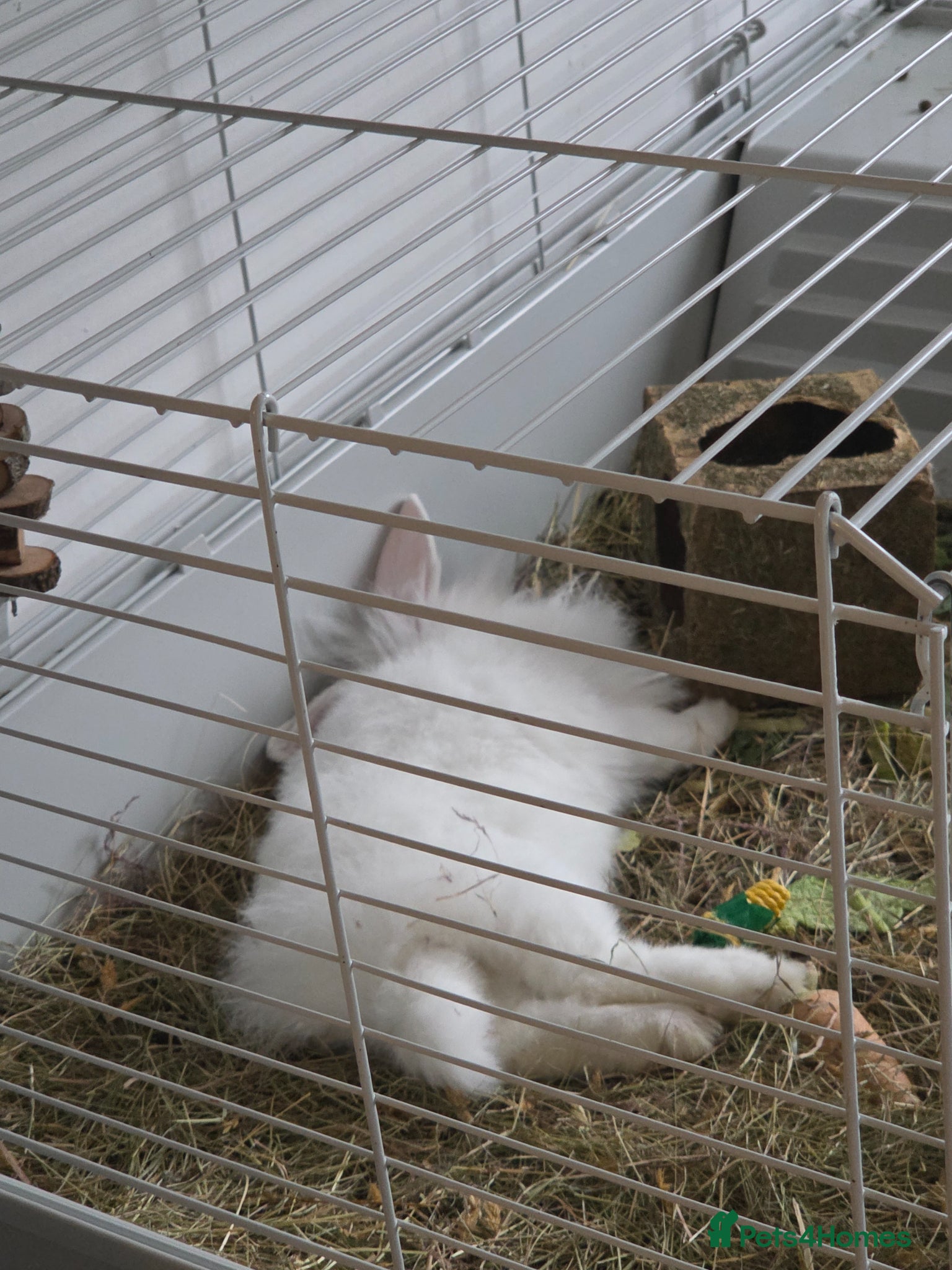 Mini Lion Lop rabbits BUDDY🐰💙 - Advert 2