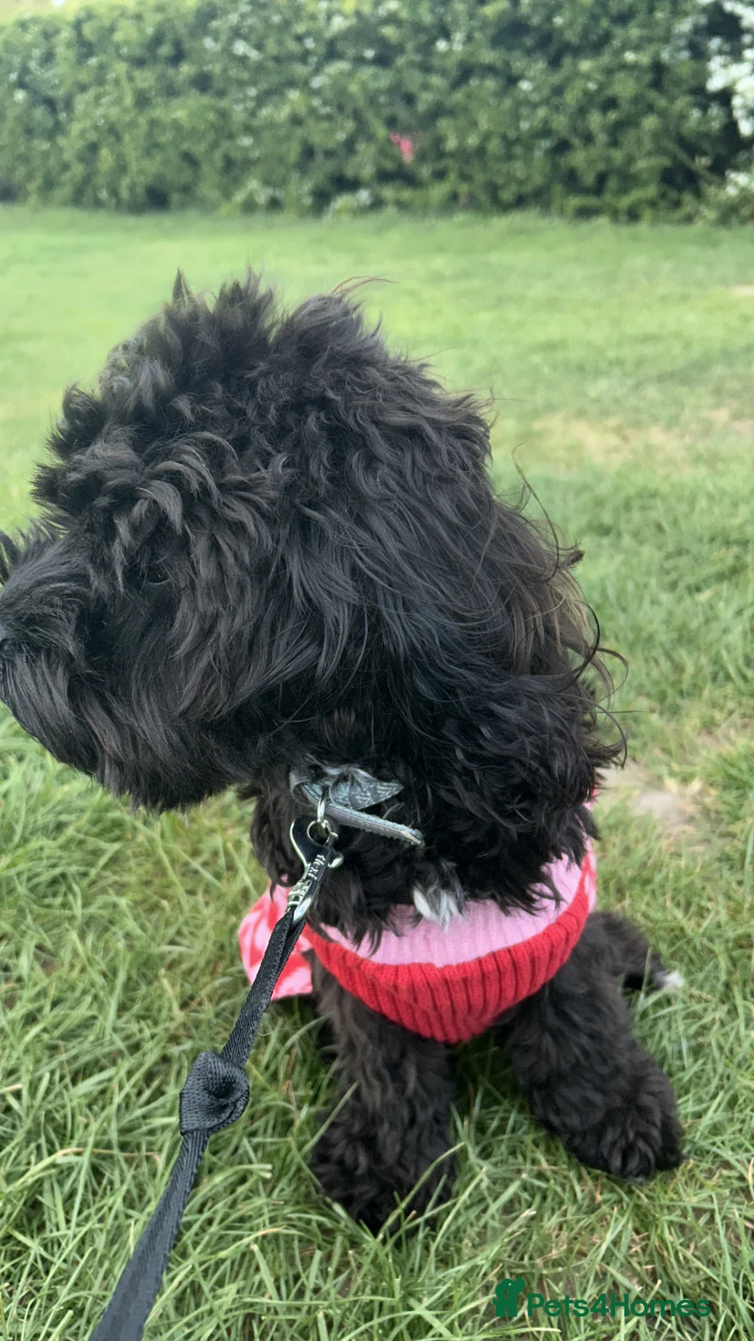 Cavapoo dogs for sale: Bear the Cavapoo - Advert 2