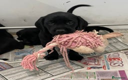 Labrador Retriever dogs for sale: Black Labrador puppies - Image 11