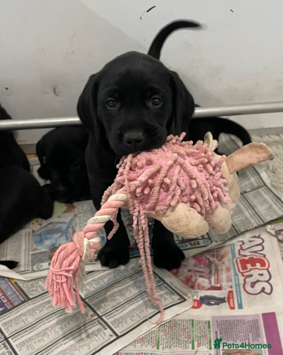 Labrador Retriever dogs for sale: Black Labrador puppies - Image 11