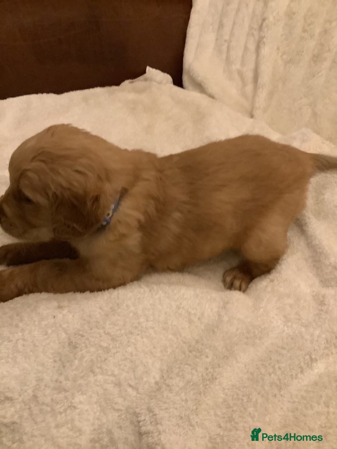 Golden Retriever dogs for sale: KC registered dark red golden retrievers - Advert 5