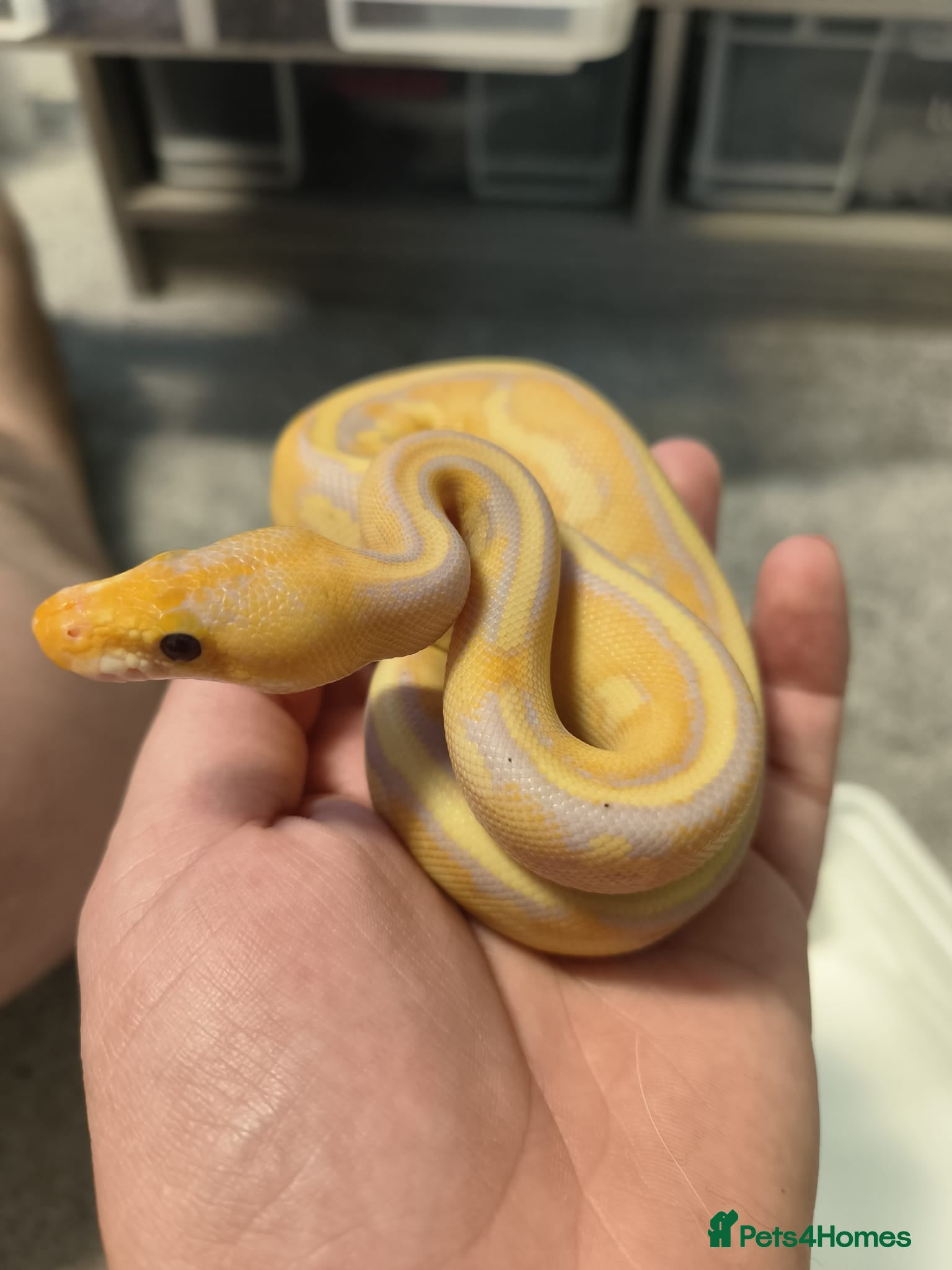 Snake reptiles 2 male corn snakes and 2 pythons - Advert 3