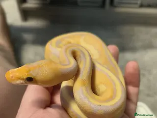 Snake reptiles 2 male corn snakes and 2 pythons - Advert 3