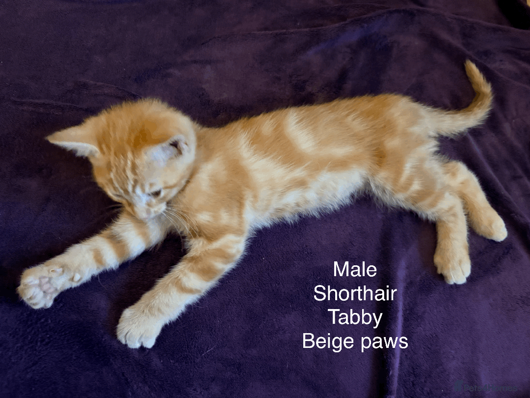 Mixed Breed cats for sale: Seven gingers, bundles of joy! - Advert 22