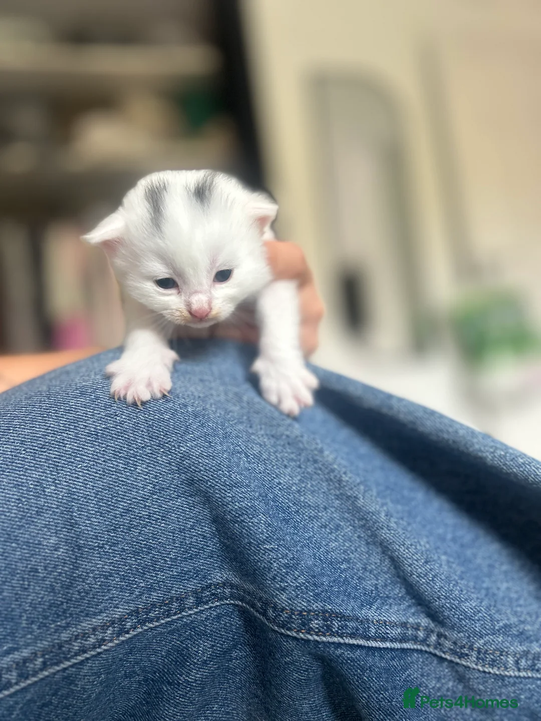 Mixed Breed cats for sale: 3 gorgeous Kittens for sale  - Advert 22