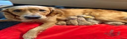 Golden Retriever dogs for sale: 1 female Golden Retriever Pup left for sale🥰🏡 - Advert 15