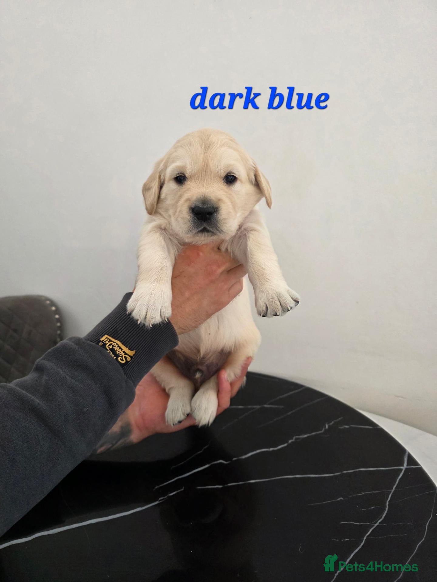Golden Retriever dogs Lovely Golden retriever puppy  - Advert 2
