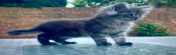 Maine Coon cats for sale: 3 maine coon kittens  - Advert 7