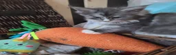 Maine Coon cats for sale: Fluffy, friendly pedigree maine coon kittens  - Advert 18