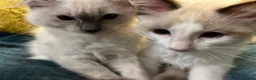 Ragdoll cats for sale: Pure ragdoll kittens for sale London - Advert 4