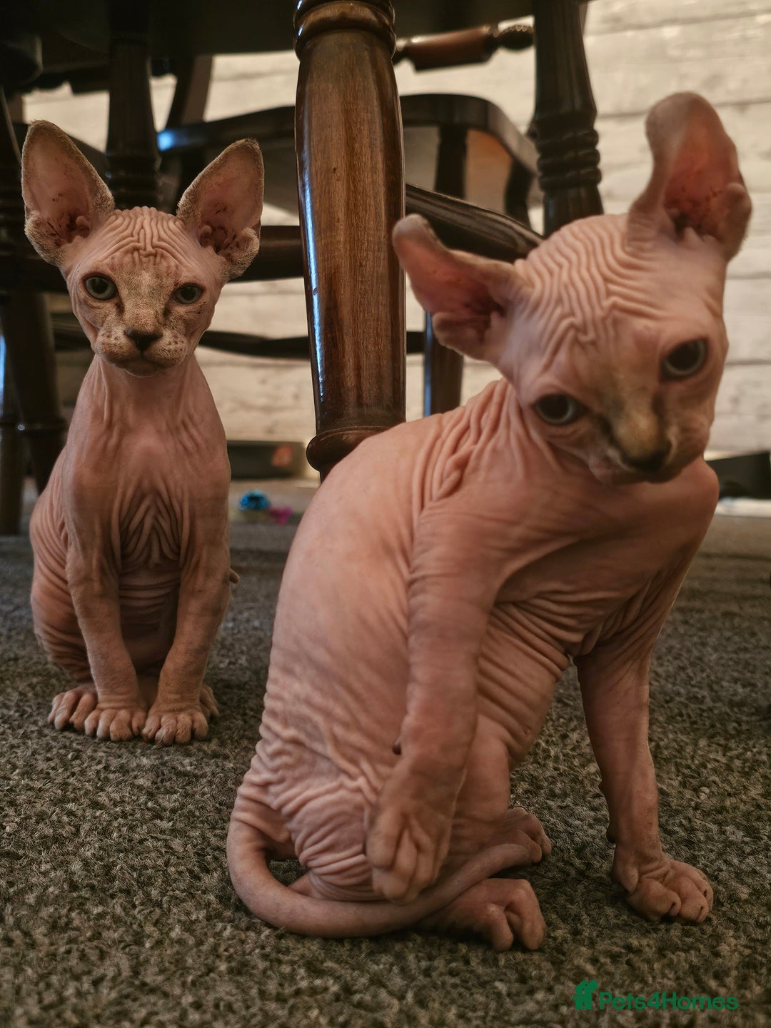 Sphynx cats for sale: Sphynx kittens - Image 2