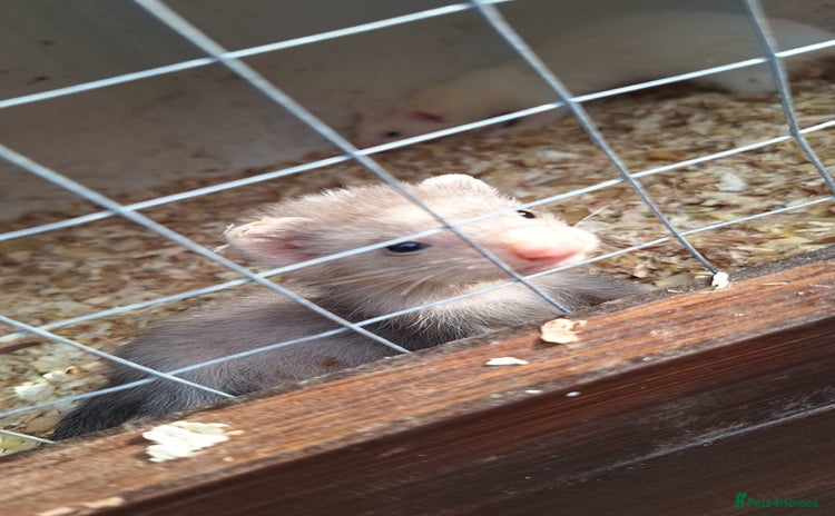 Ferret rodents - Advert 2
