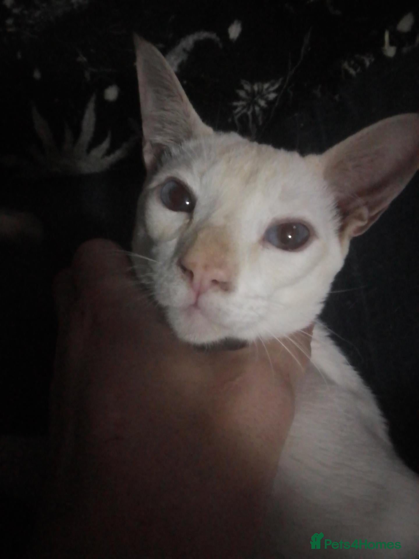 Siamese cats for sale: Siamese kitten - Advert 4