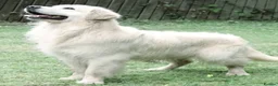Golden Retriever dogs for sale: KC Pedigree DNA Clear Golden Retriever Puppies  - Advert 5