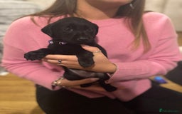 Labrador Retriever dogs for sale: Outstanding Litter of KC registered Labradors  - Image 15