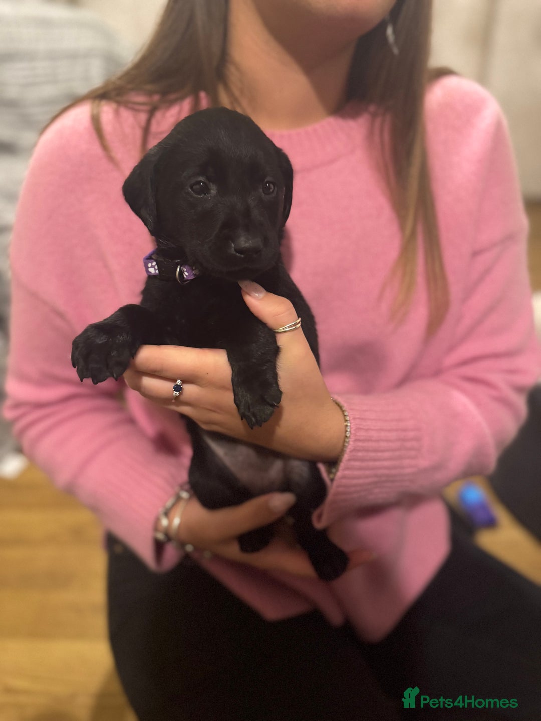 Labrador Retriever dogs for sale: Outstanding Litter of KC registered Labradors  - Image 15