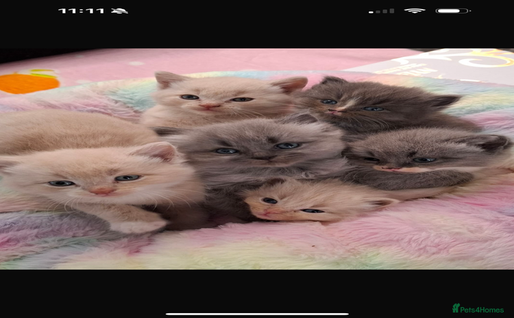 Mixed Breed cats - Advert 6