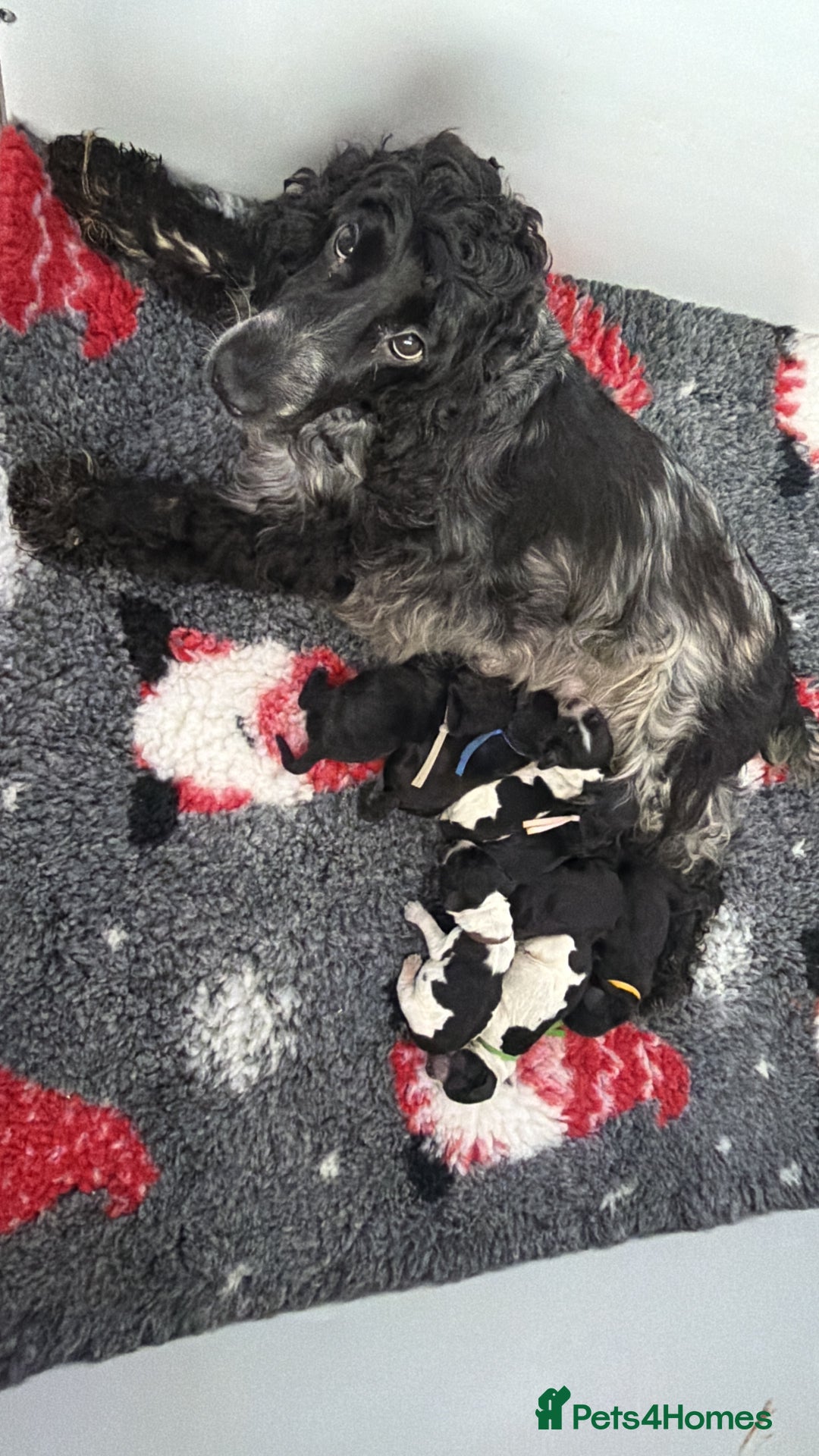 Cocker Spaniel dogs for sale: KC Registered Show Cocker puppies  - Advert 2