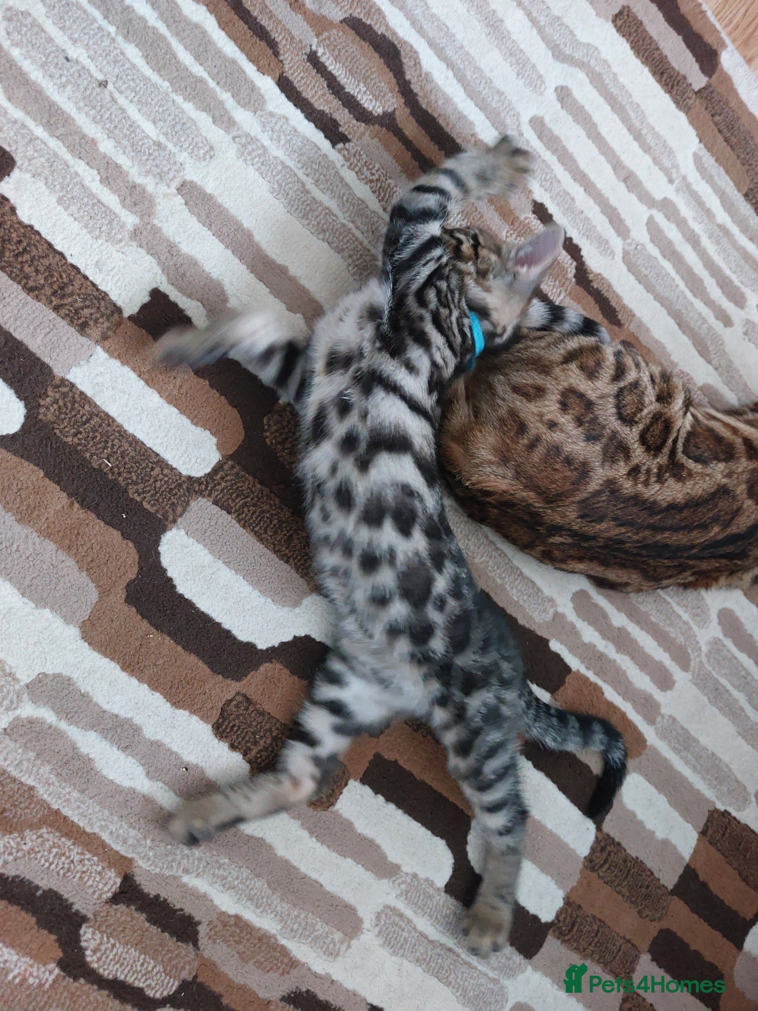 Mixed Breed cats for sale: X Bengal Kitten Mixed Tabby Boy - Advert 5