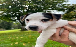 Parson Russell dogs for sale: KC Parsons Russell Puppies - Image 3