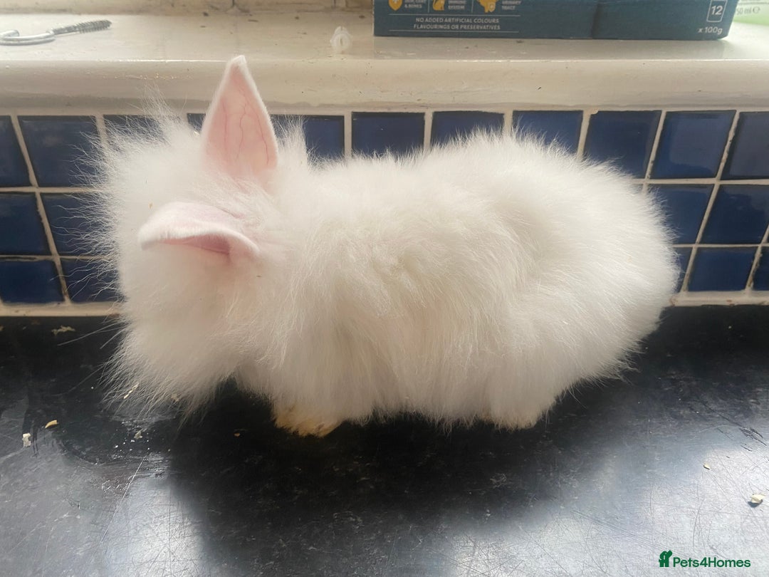 Lionhead rabbits for sale: Gorgeous baby lion heads - Advert 5