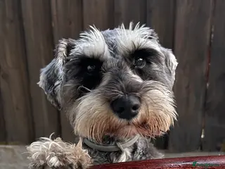 Miniature Schnauzer dogs Pedigree Miniature Schnauzers in Nottingham - Advert 1